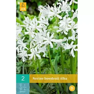 Nerine Bowdenii Alba Bloembol JUB 2 bollen - Jub