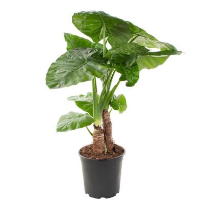 Alocasia Macrophylla op stam (Olifantsoor) - P 24 Alocasia Macrophylla op stam (Olifantsoor) - P 24