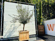 Palmboom - Trachycarpus Fortunei