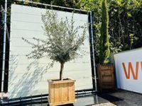 Palmboom - Trachycarpus Fortunei - thumbnail