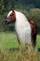 Excellent Horse Hi Gloss Spray 500 ml - thumbnail