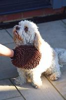 Washandje Dog Gone Smart Grijs (25 x 18 cm) - thumbnail