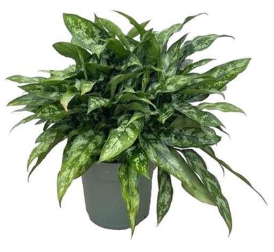 Aglaonema Maria I Potmaat 27 H60-70 kamerplant Beautanic Lifestyle - Beautanic lifestyle Aglaonema Maria I Potmaat 27 H60-70 kamerplant Beautanic Lifestyle - Beautanic lifestyle