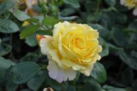 Gele Klimroos - thumbnail