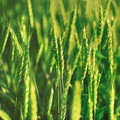 Weleda Wheat Balancing Voor consument Shampoo 190 ml Weleda Wheat Balancing Voor consument Shampoo 190 ml