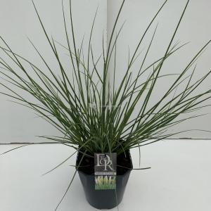Dwergpampasgras (Cortaderia selloana "Mini Pampas") siergras - In 5 liter pot - 1 stuks Dwergpampasgras (Cortaderia selloana "Mini Pampas") siergras - In 5 liter pot - 1 stuks