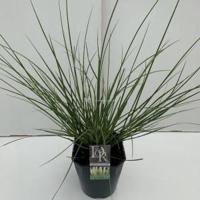 Dwergpampasgras (Cortaderia selloana "Mini Pampas") siergras - In 5 liter pot - 1 stuks - thumbnail