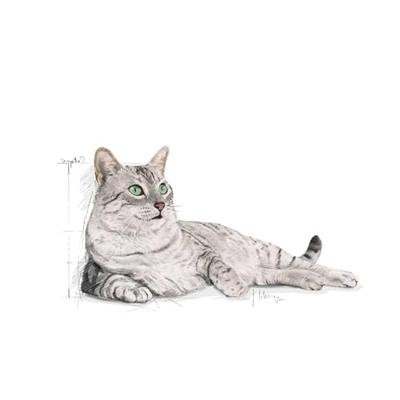 Royal Canin Indoor Appetite Control kattenvoer 3 x 4 kg