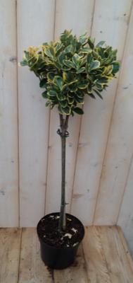 Japanse kardinaalsmuts Euonymu geelbont op stam 100 cmWarentuin Natuurlijk - Warentuin natuurlijk