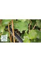 Bosch Home and Garden AdvancedHedgecut 70 Elektrisch Heggenschaar 500 W - thumbnail