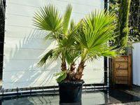Palmboom - Washingtonia Robusta Multistam - thumbnail