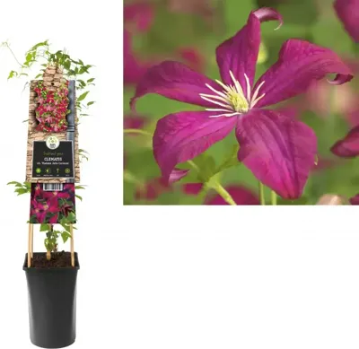 Klimplant Clematis vit. Madame Julia Correvon - Rode Bosrank