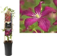 Klimplant Clematis vit. Madame Julia Correvon - Rode Bosrank - thumbnail
