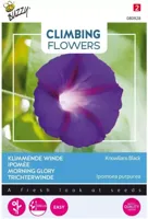 Zaden Flowering Climbers Ipomoea Knowlians Black Buzzy - Buzzy - thumbnail