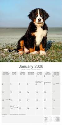 Berner Sennen Kalender 2026 Berner Sennen Kalender 2026