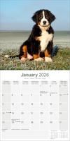 Berner Sennen Kalender 2026 - thumbnail