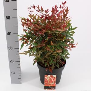 Hemelse bamboe (Nandina domestica “Obsessed”®) heester - 30-40 cm - 8 stuks