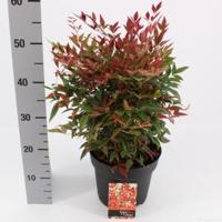 Hemelse bamboe (Nandina domestica “Obsessed”®) heester - 30-40 cm - 8 stuks - thumbnail