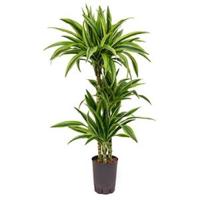 Dracaena lemon lime mazuco hydrocultuur plant - thumbnail
