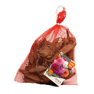 Dahlia pompon mixed 7 stuks in netlon bloembollen Baltus - Baltus