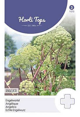 Zaden Engelwortel (Angelica Arch.) Hortitops - Hortitops