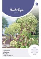 Zaden Engelwortel (Angelica Arch.) Hortitops - Hortitops - thumbnail