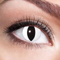 Katten lenzen wit 1 Maand - thumbnail