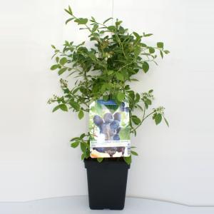 Bessenstruik Vaccinium corymbosum Jersey - Blauwe bes
