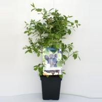 Bessenstruik Vaccinium corymbosum Jersey - Blauwe bes - thumbnail