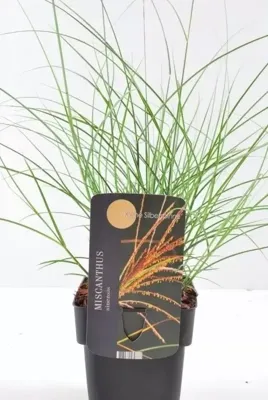 Siergras Miscanthus sinensis Kleine Silberspinne - Prachtriet 17cm