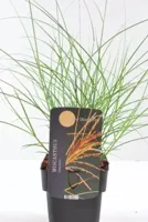 Siergras Miscanthus sinensis Kleine Silberspinne - Prachtriet 17cm - thumbnail