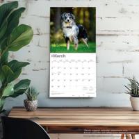 Australian Shepherd Kalender 2026 - thumbnail