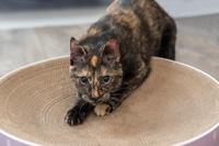 TRIXIE KRABMAND LILLY KARTON CATNIP LICHTGRIJS - thumbnail