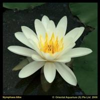 Witte waterlelie (Nymphaea alba) waterlelie (6-stuks) - thumbnail