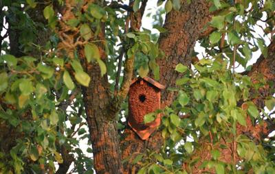 Nestbuidel kokos / Esschert Design Nestbuidel kokos / Esschert Design