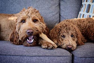 Petstages dogwood durable stick - thumbnail