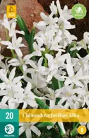 Chionodoxa luciliae alba 20 bollen - thumbnail