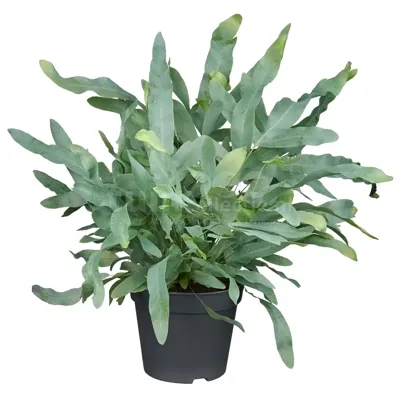 Blauwvaren - Phlebodium Aureum Blue Star 40cm