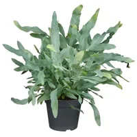 Blauwvaren - Phlebodium Aureum Blue Star 40cm - thumbnail
