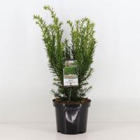Taxus media densiformis 30-40 cm Conifeer Venijnboom Warentuin Natuurlijk - Warentuin natuurlijk - thumbnail