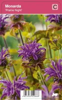 Bergamot (monarda "Prairie Night") najaarsbloeier - 12 stuks - thumbnail