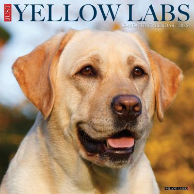 Labrador Retriever Blond Kalender 2026
