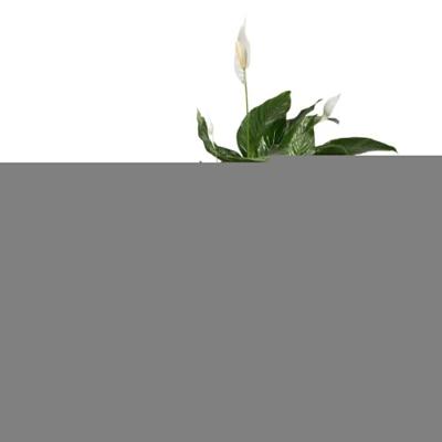 Pottenset Elho Grijs Plastic Cirkelvormig 2 Onderdelen