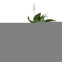 Pottenset Elho Grijs Plastic Cirkelvormig 2 Onderdelen - thumbnail