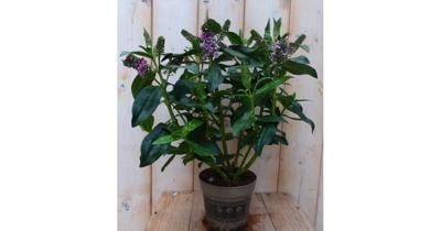 3 stuks! Veronica Hebe Andersonii paars/roze groen blad Warentuin Natuurlijk - Warentuin natuurlijk