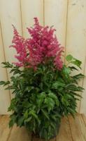 Astilbe Spirea rood ongeveer 50 cm Warentuin Natuurlijk - Warentuin natuurlijk - thumbnail