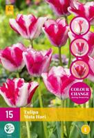 Tulp Mata Hari 12 bollen colour change - thumbnail