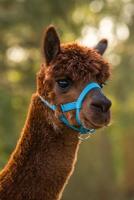 Alpaca halster blauw 2 - thumbnail