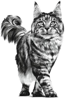 Royal Canin gastrointestinal moderate calorie kattenvoer 4kg zak - thumbnail