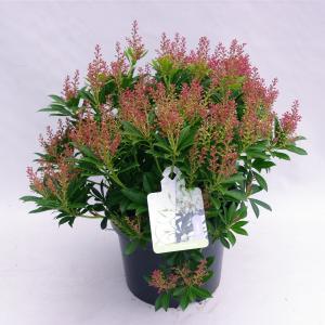 Rotsheide (Pieris Japonica “Debutante”) heester - 30-40 cm (C4.5) - 9 stuks
